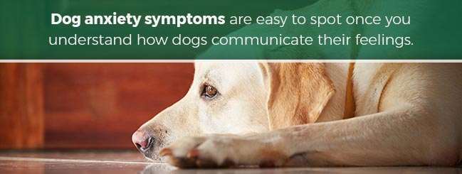 what are the symptoms of anxiety in dogs