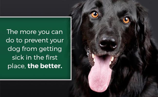 Why Your Pet Needs a Yearly Checkup featured image