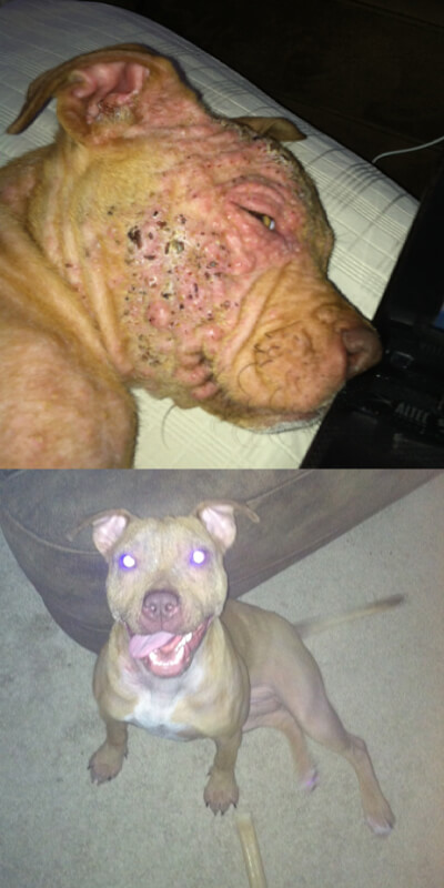 Rescue pit bull before and after