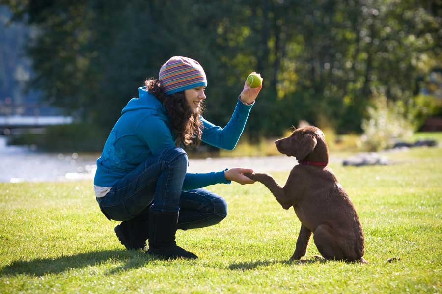 what counts as exercise for a dog