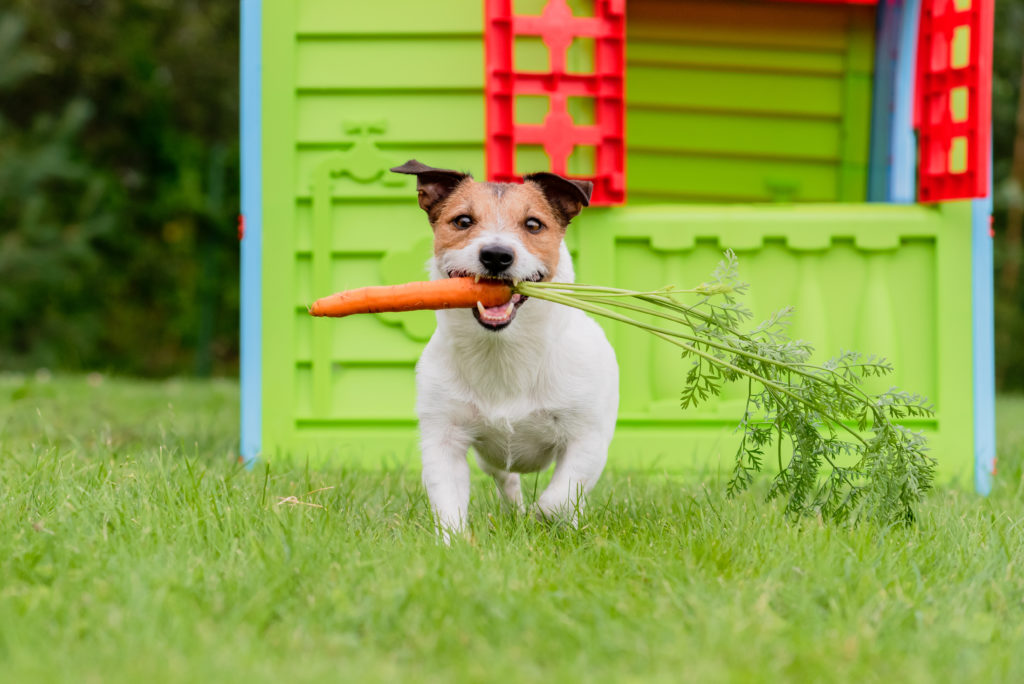 Contented Jack Russell Terrier at backyard lawn