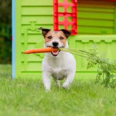 Contented Jack Russell Terrier at backyard lawn