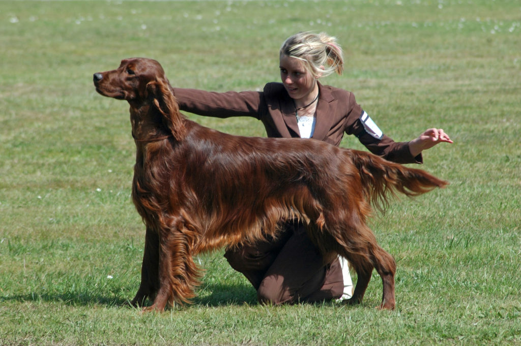 Handler parades her Red Irish Setter before the judge at a dog show