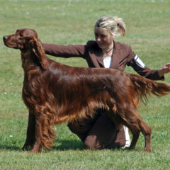Handler shows her Red Irish Setter at a dog show
