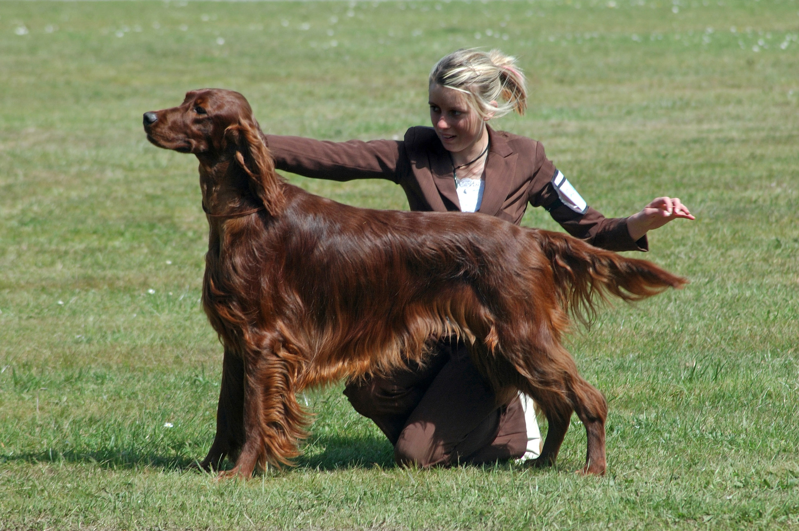 what would cause a dogs skin to turn red