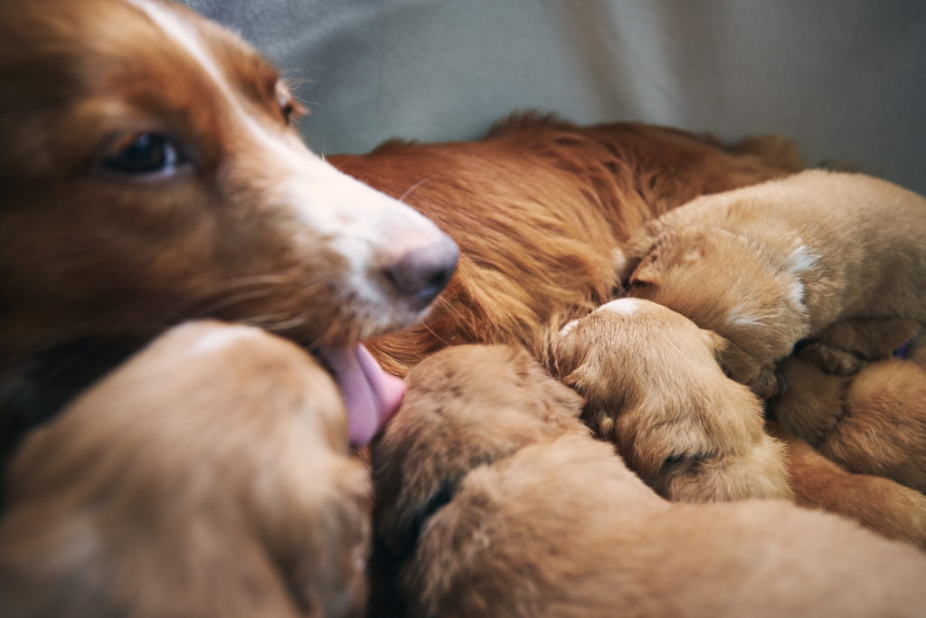 Female dog nursing cute puppies