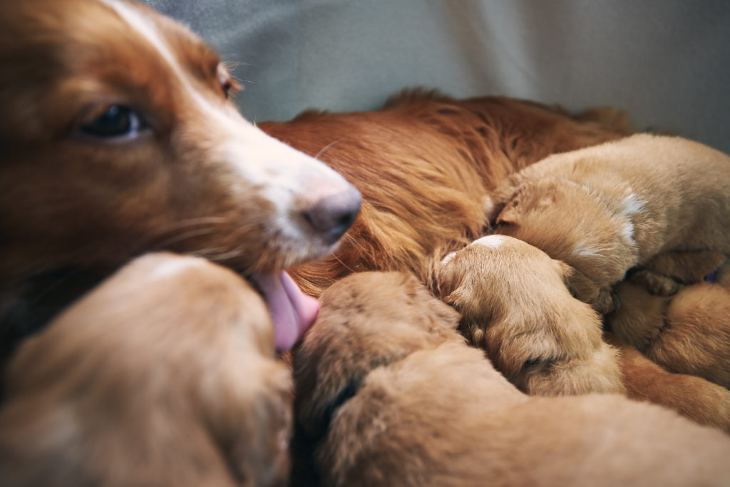 how long are dogs nursed