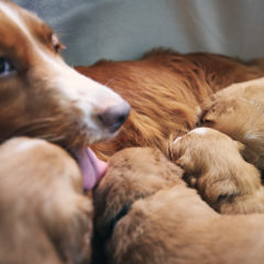 Female dog nursing cute puppies