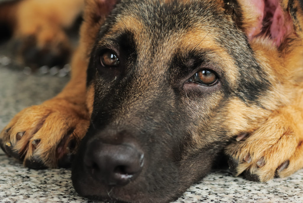 German shepherd puppy