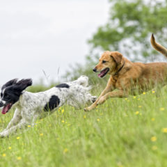Two dogs playing in a meadow