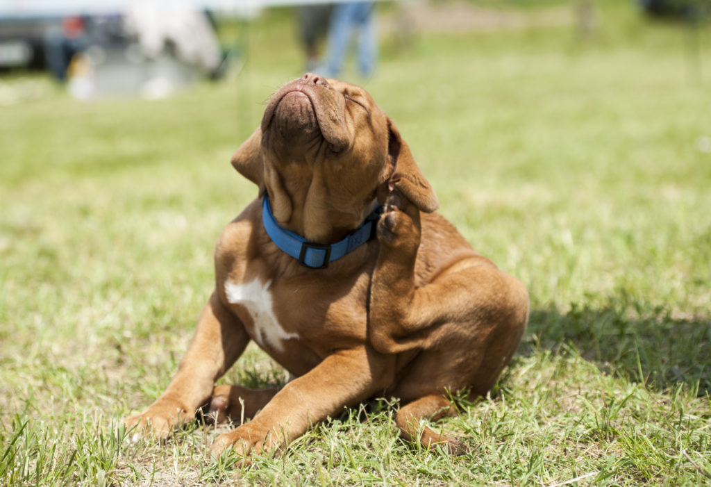 Dogue de Bordeaux (French Mastiff) puppy scratching