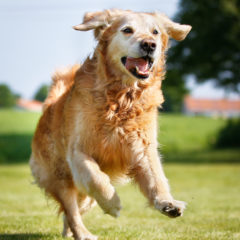 Senior dog running