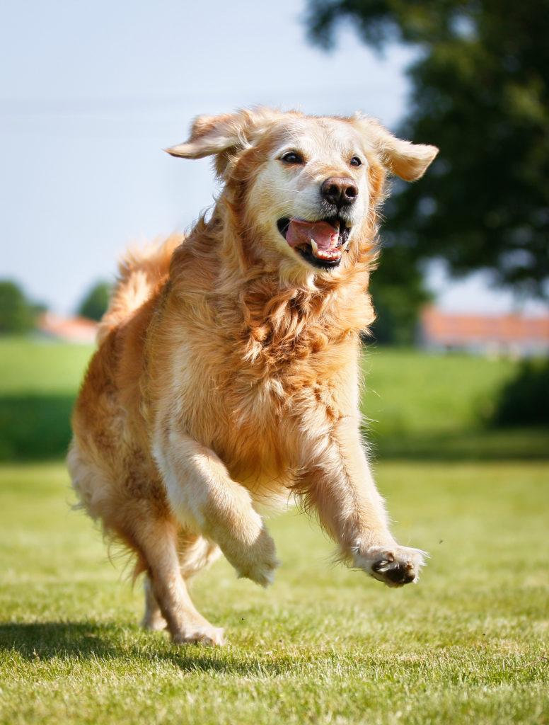 Purebred Golden Retriever dog outdoors on a sunny summer day