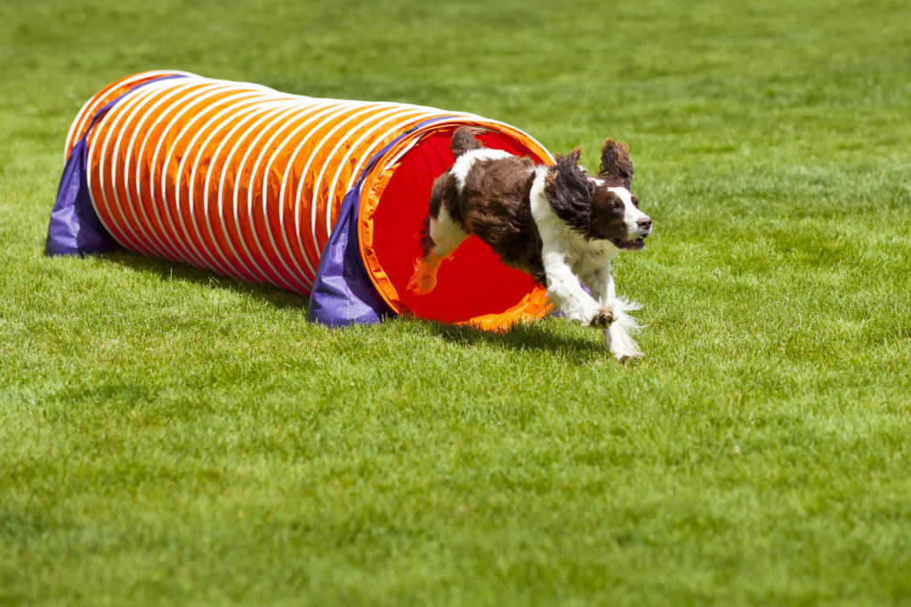 Agility Dog running out of tube