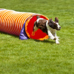 Agility Dog running out of tube