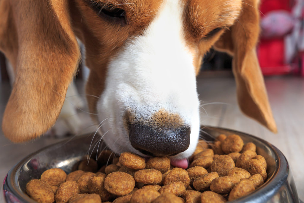 Beagle dog and its food close-up