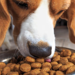 Beagle dog and its food