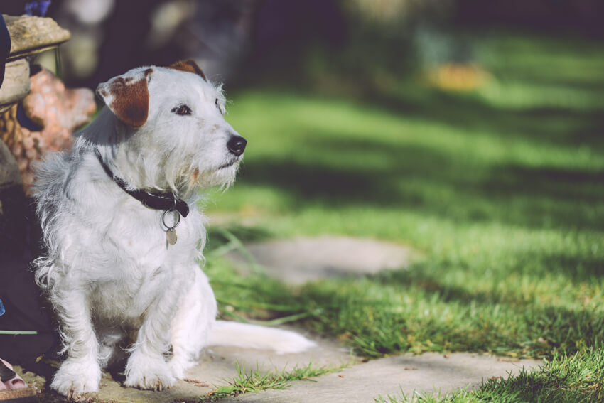 5 Ways to Care for your Senior Dog in His Golden Years featured image